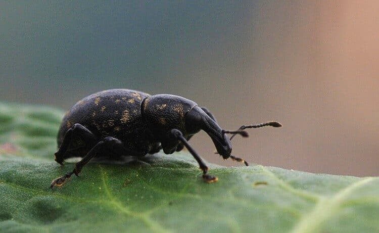 coleotteri - Scarabeo stercorario
