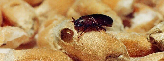 coleotteri - Scarabeo di farina confuso