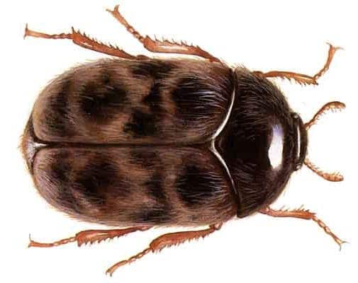 coleotteri - Scarabeo di Khapra