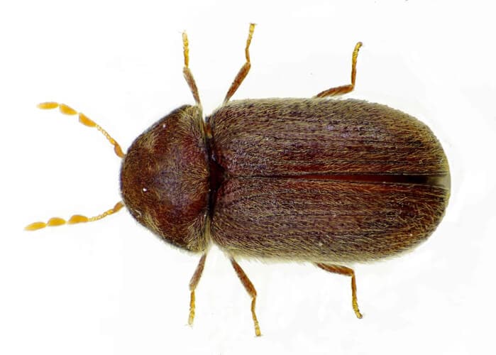 coleotteri - Scarabeo di farmacia