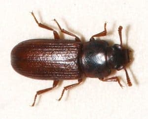 coleotteri - Scarabeo di farina confuso