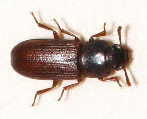coleotteri - Scarabeo di farina confuso