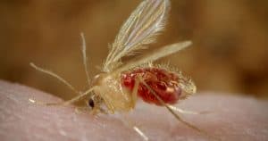 Insetto - sandfly