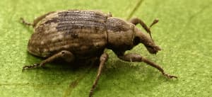Tonchio - coleotteri