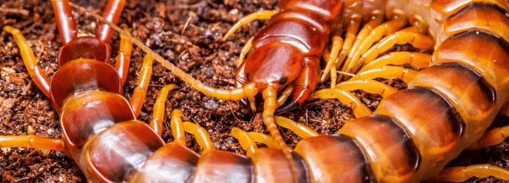 Centopiedi gigante amazzonico - millepiedi