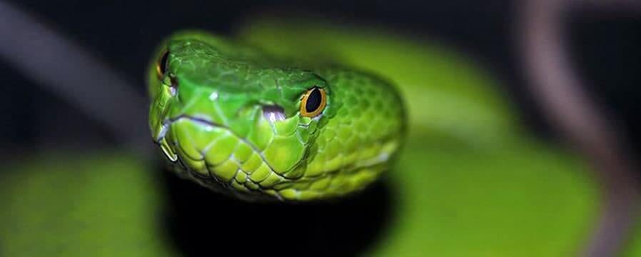 Mamba verde occidentale - Rettile