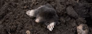 Compost Crusader - Controllo dei parassiti