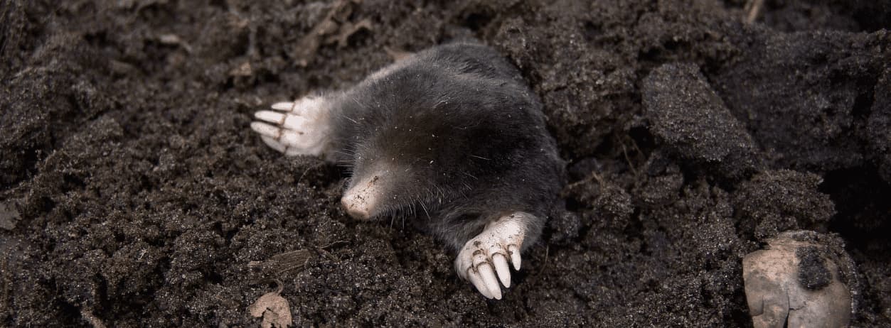 Compost Crusader - Controllo dei parassiti