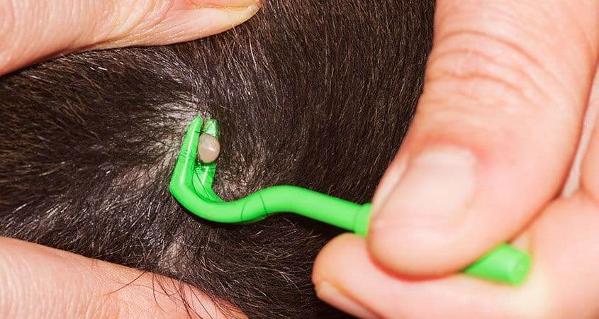 Cane - Gatto