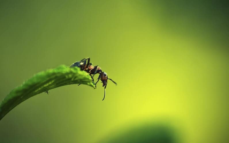 Formica - Insetto