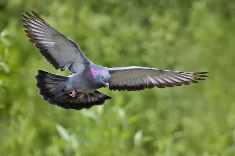 Piccione viaggiatore - Uccelli