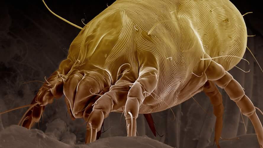 Come Eliminare gli Acari dal Materasso