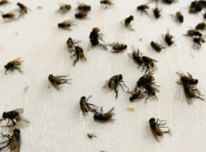 disinfestazione mosche e moscerini