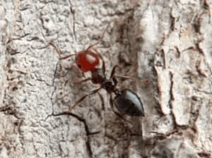 formica crematogaster