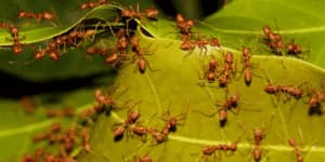 infestazione di formiche in giardino