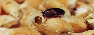 coleotteri - Scarabeo di farina confuso
