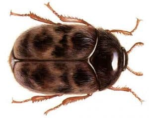 coleotteri - Scarabeo di Khapra