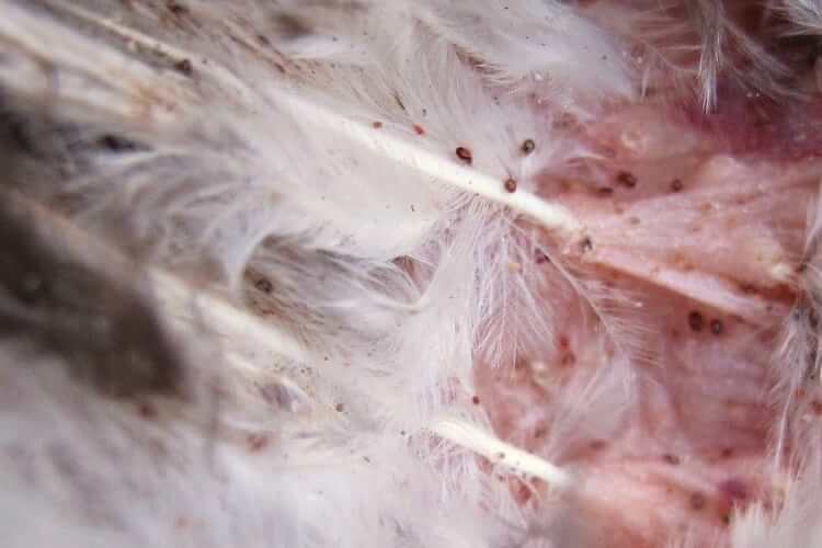 pollo - Dermanyssus gallinae