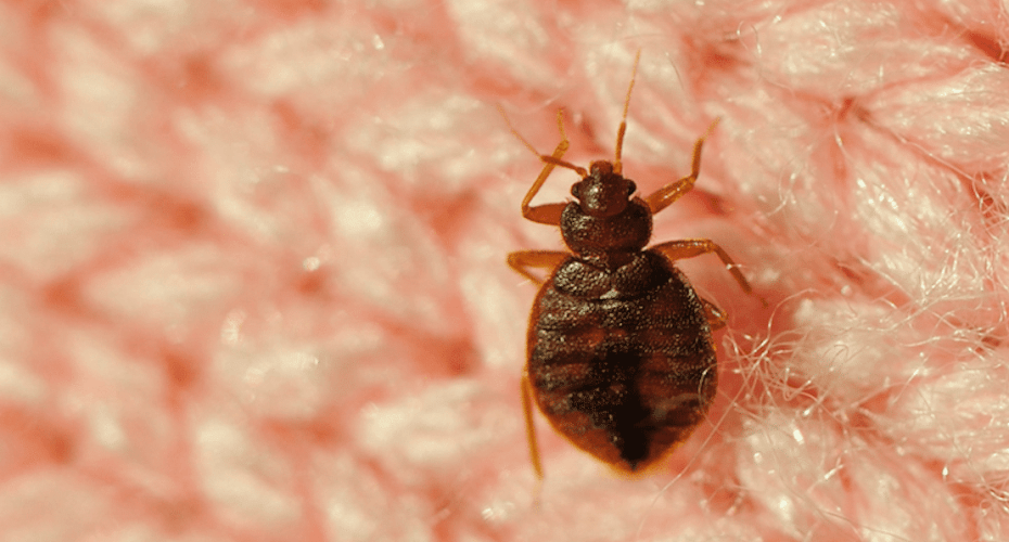 Scarafaggio - Cimice