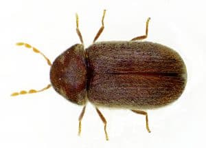 coleotteri - Scarabeo di farmacia