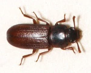 coleotteri - Scarabeo di farina confuso