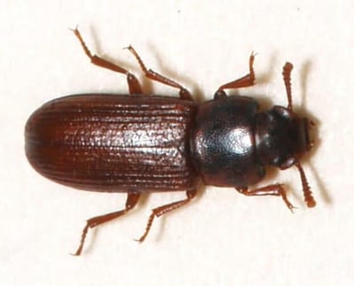 coleotteri - Scarabeo di farina confuso