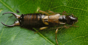 Insetto - Earwig europeo