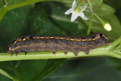 bruco - Leafworm di cotone egiziano