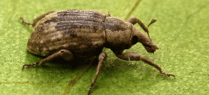 Tonchio - coleotteri