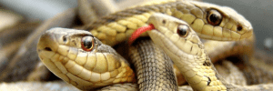 Rettile - Snake Island