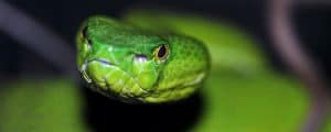 Mamba verde occidentale - Rettile