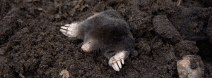 Compost Crusader - Controllo dei parassiti