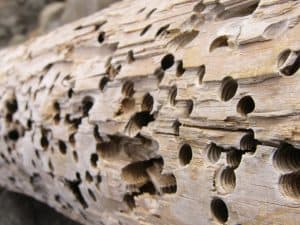 Insetto - Termite