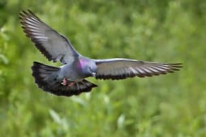 Piccione viaggiatore - Uccelli