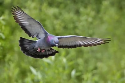 Piccione viaggiatore - Uccelli