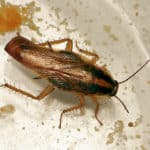 blattella germanica