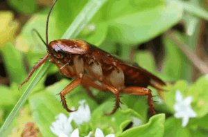 blatta americana