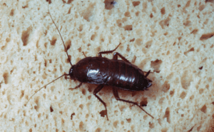 blatta orientalis