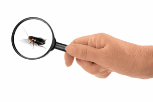 blatta orientalis come riconoscerla