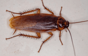 blatta periplaneta americana