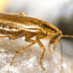 blattella fuochista