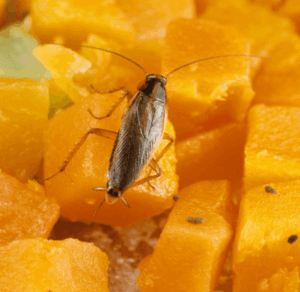 blattella germanica