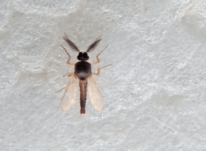 ceratopogonide
