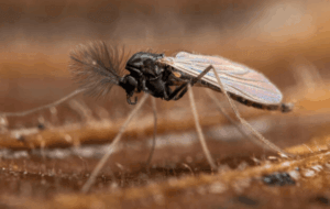 chironomide
