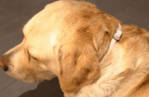 disinfestazione da pulci nel cane