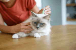 disinfestazione per pulci nel gatto