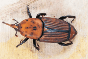 disinfestazione rhynchophorus ferrugineus