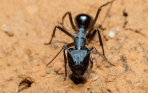 formica carpentiere