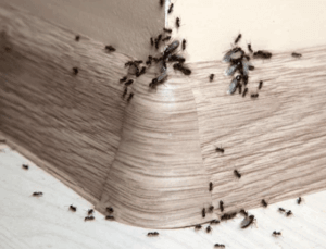 formiche infestano casa