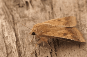 helicoverpa armigera adulta